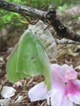 moth7small