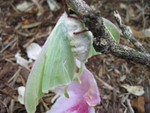 moth8small