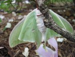 moth9small