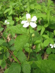 Blackberries are starting to bloom, too