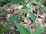 Another view of the mystery plant