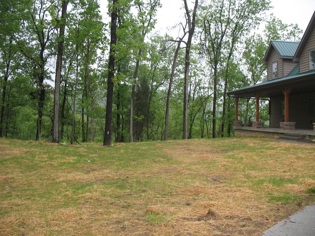 Home again -- all this rain has really jump-started our freshly sprouting grass!