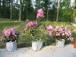 Rhododendrons waiting to be planted