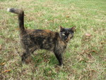 November 5: Roxie 