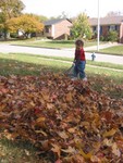 Working so hard at it, though he can hardly manage the rake